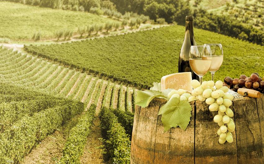 Os vinhos italianos fazem sucesso no Brasil