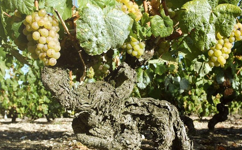 Vinhas velhas produzem os melhores vinhos